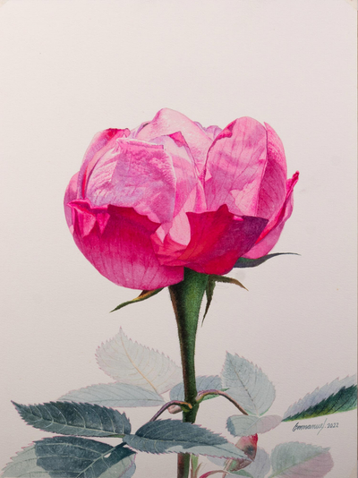 Original Rose Watercolor Painting
